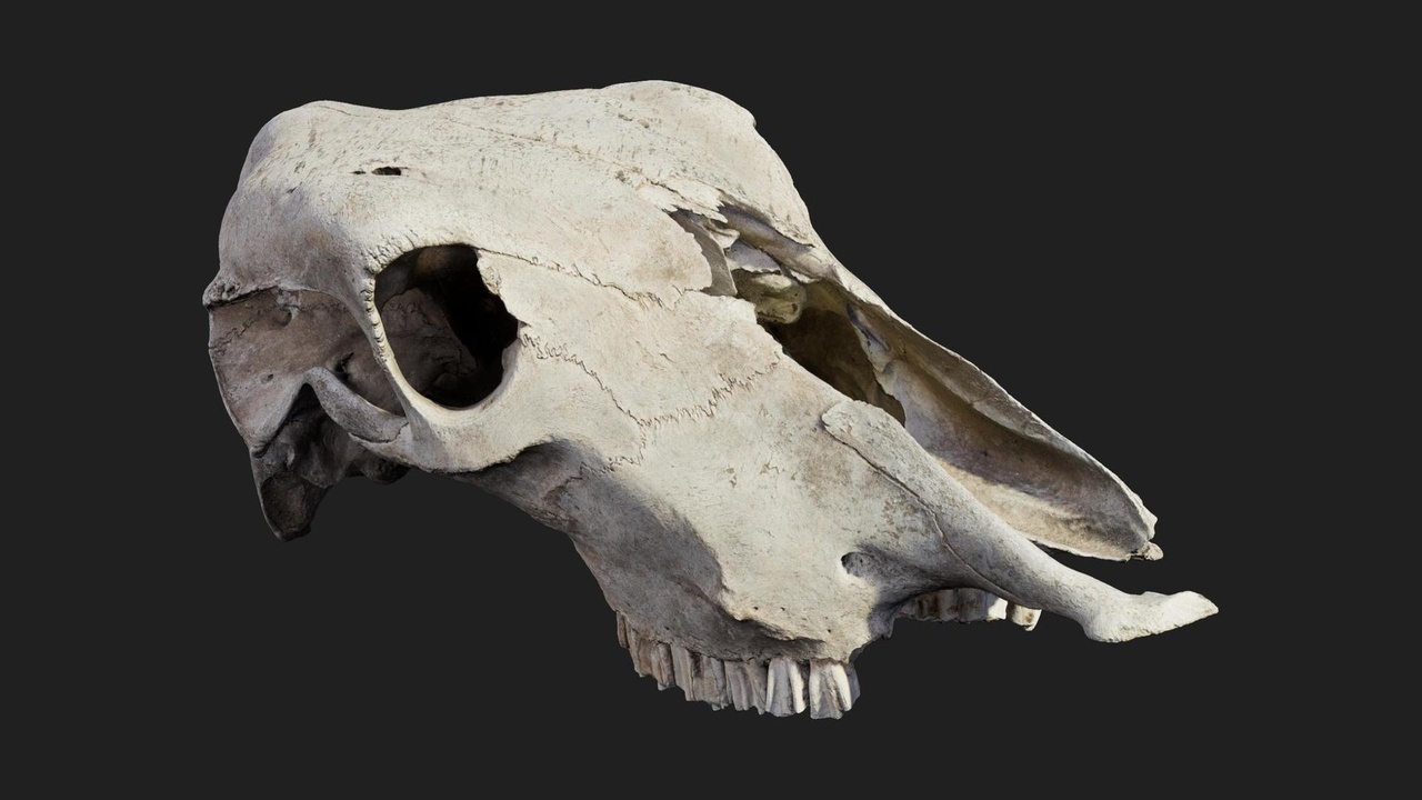 Media 1 for listing Animal Skull
