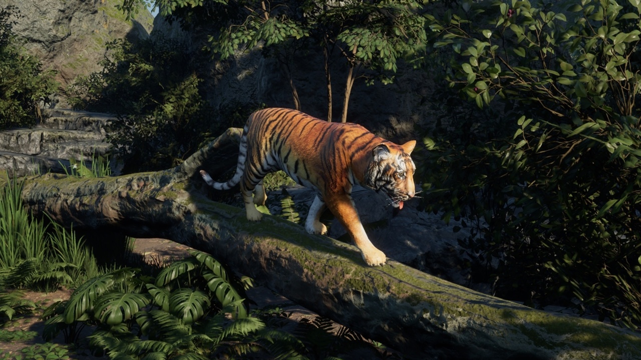 Media 1 for listing Medhue Tiger