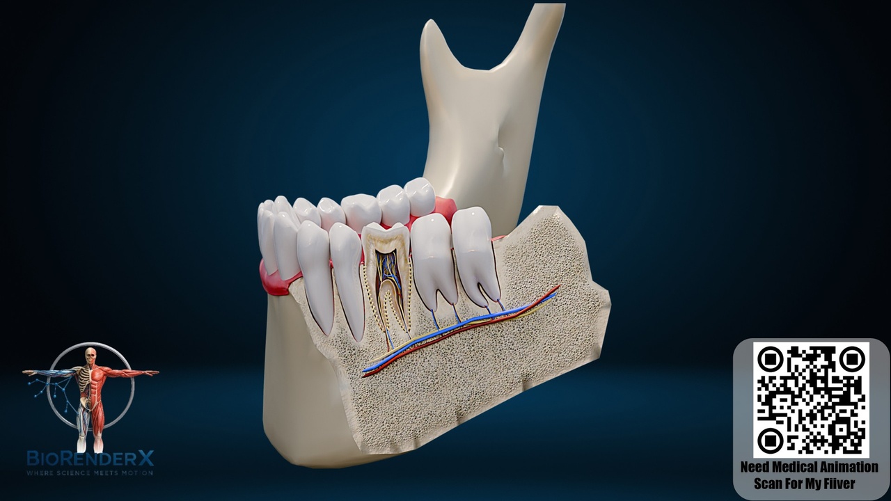 Media 1 for listing Human Tooth Anatomy Cross-Section - Dental Medical Model