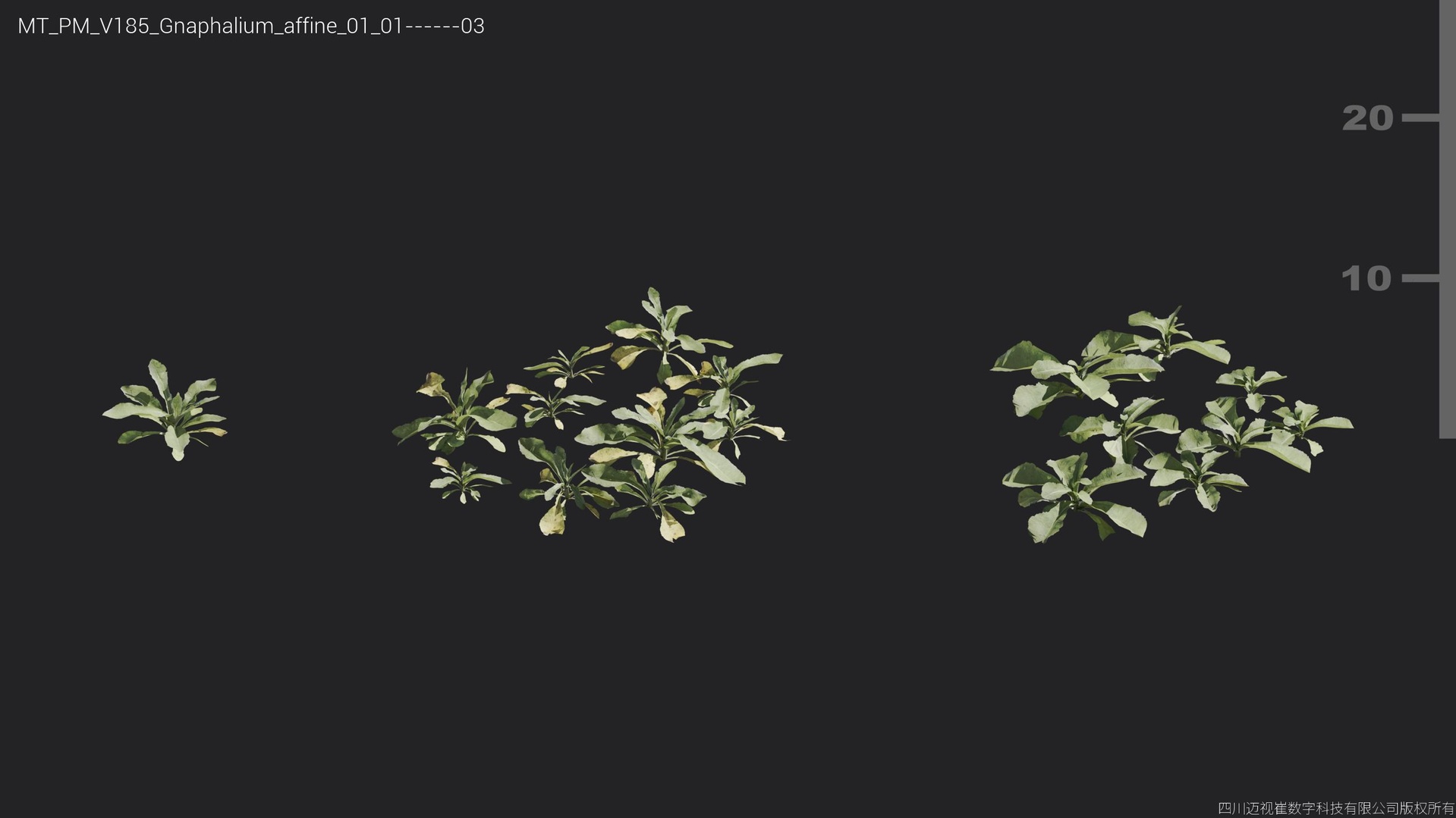 Media 1 for listing V185 Gnaphalium affine