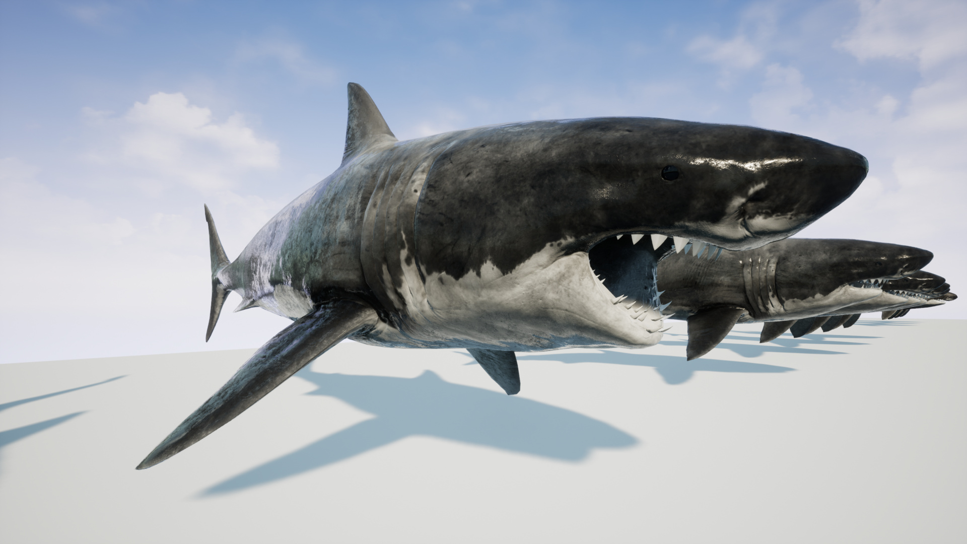 Great White Shark | Fab