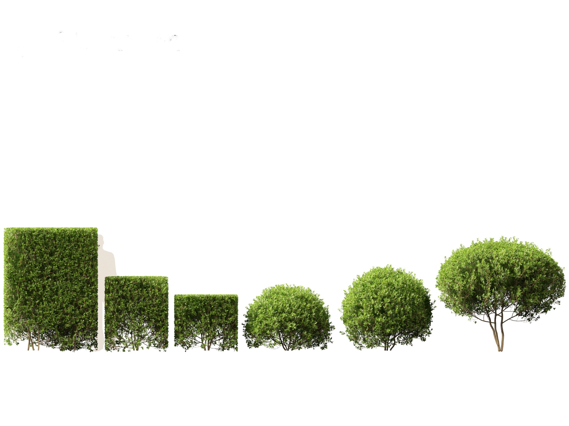 Media 1 for listing Ligustrum ovalifolium - California privet