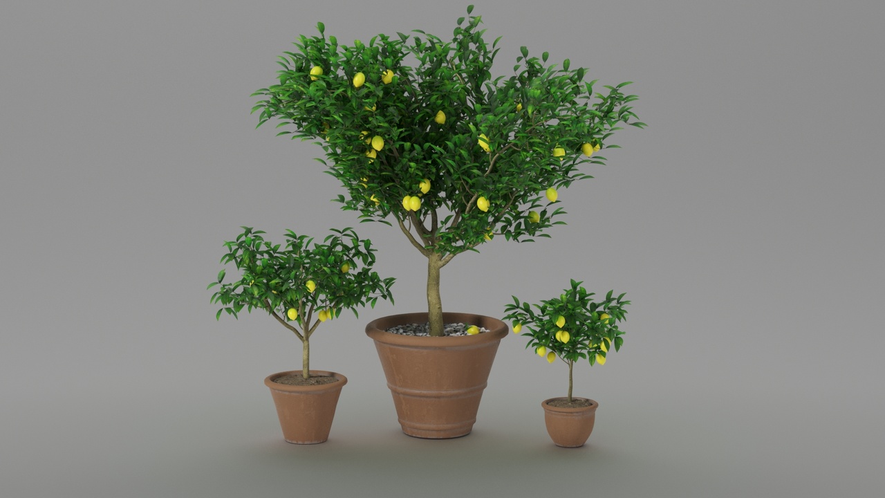 Media 1 for listing Lemon tree