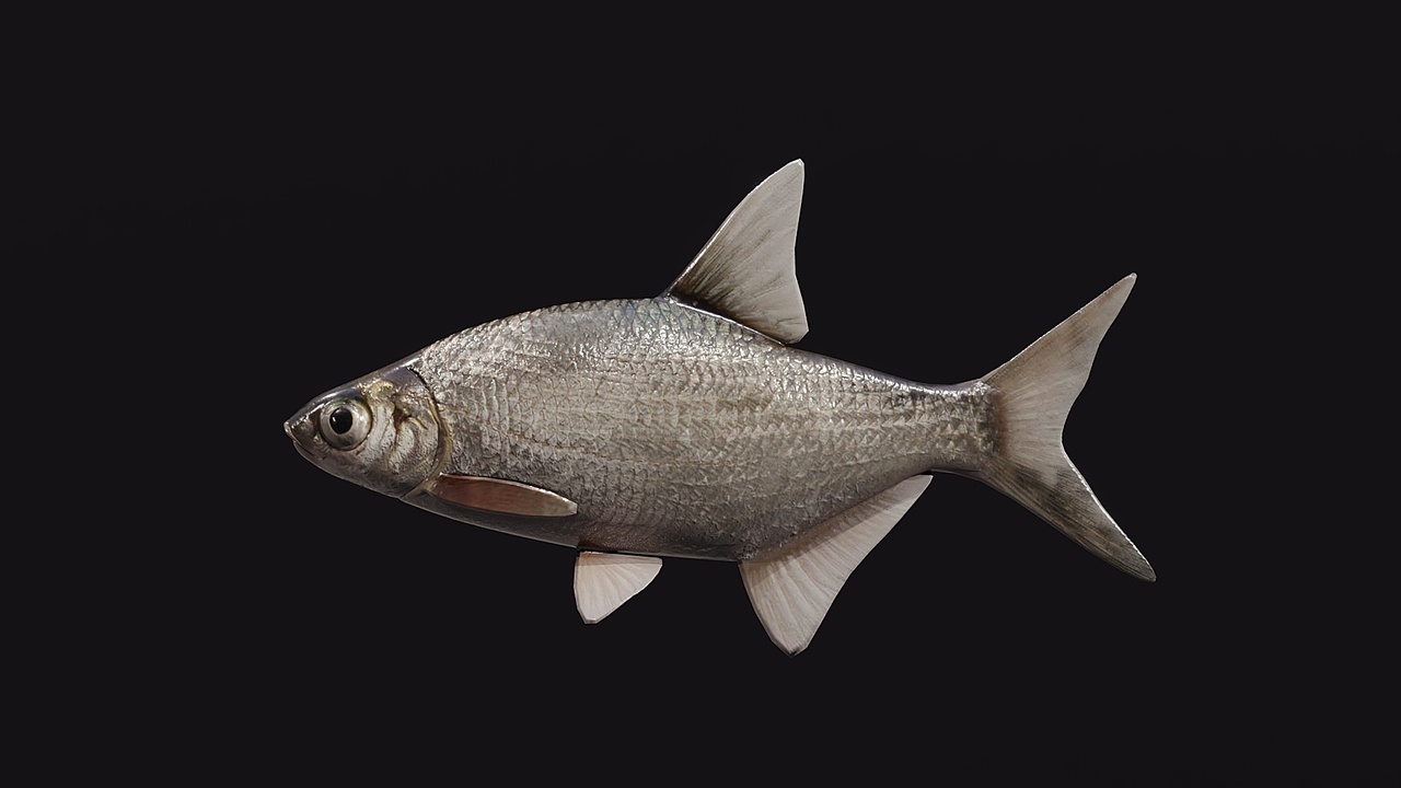 Media 1 for listing Atlantic fish