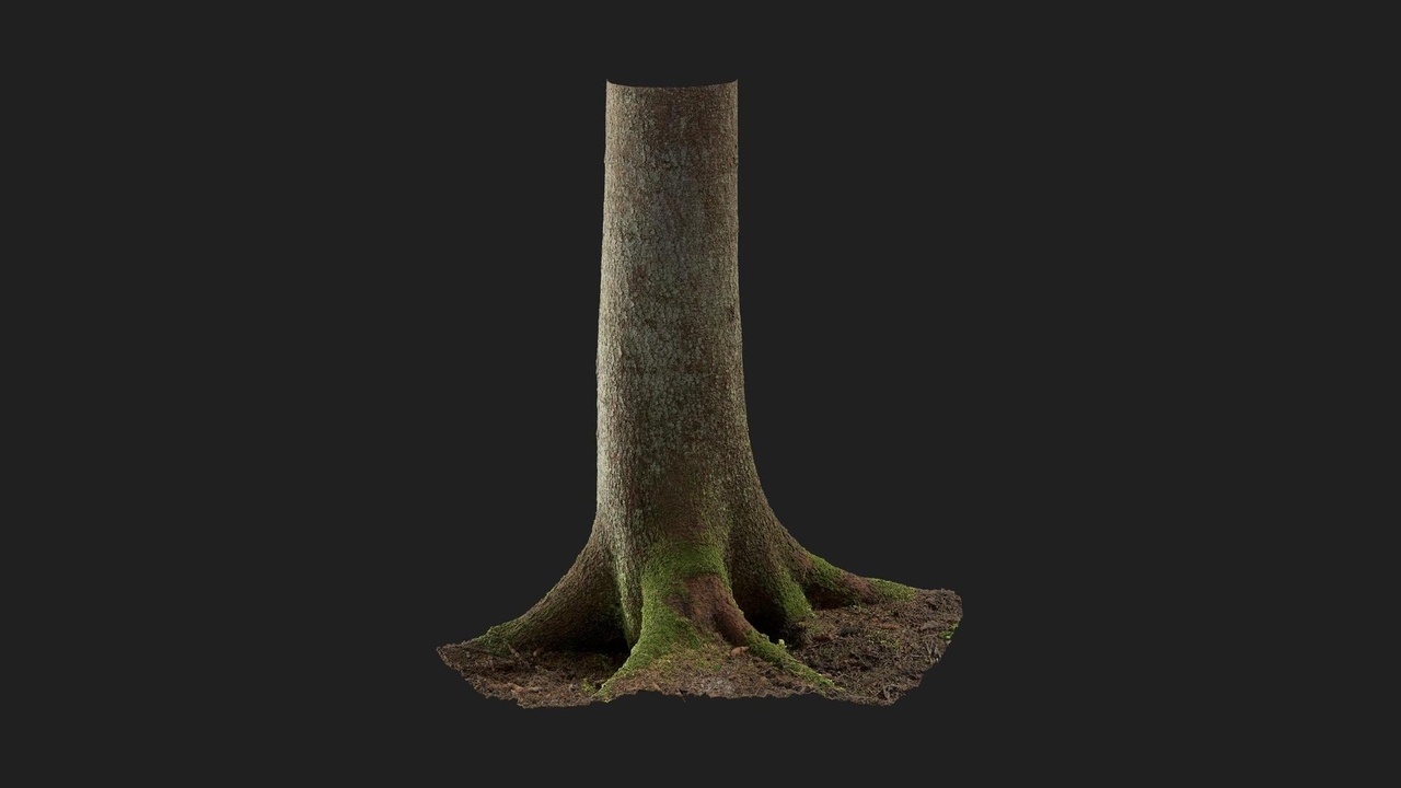 Spruce Tree Trunk | Fab