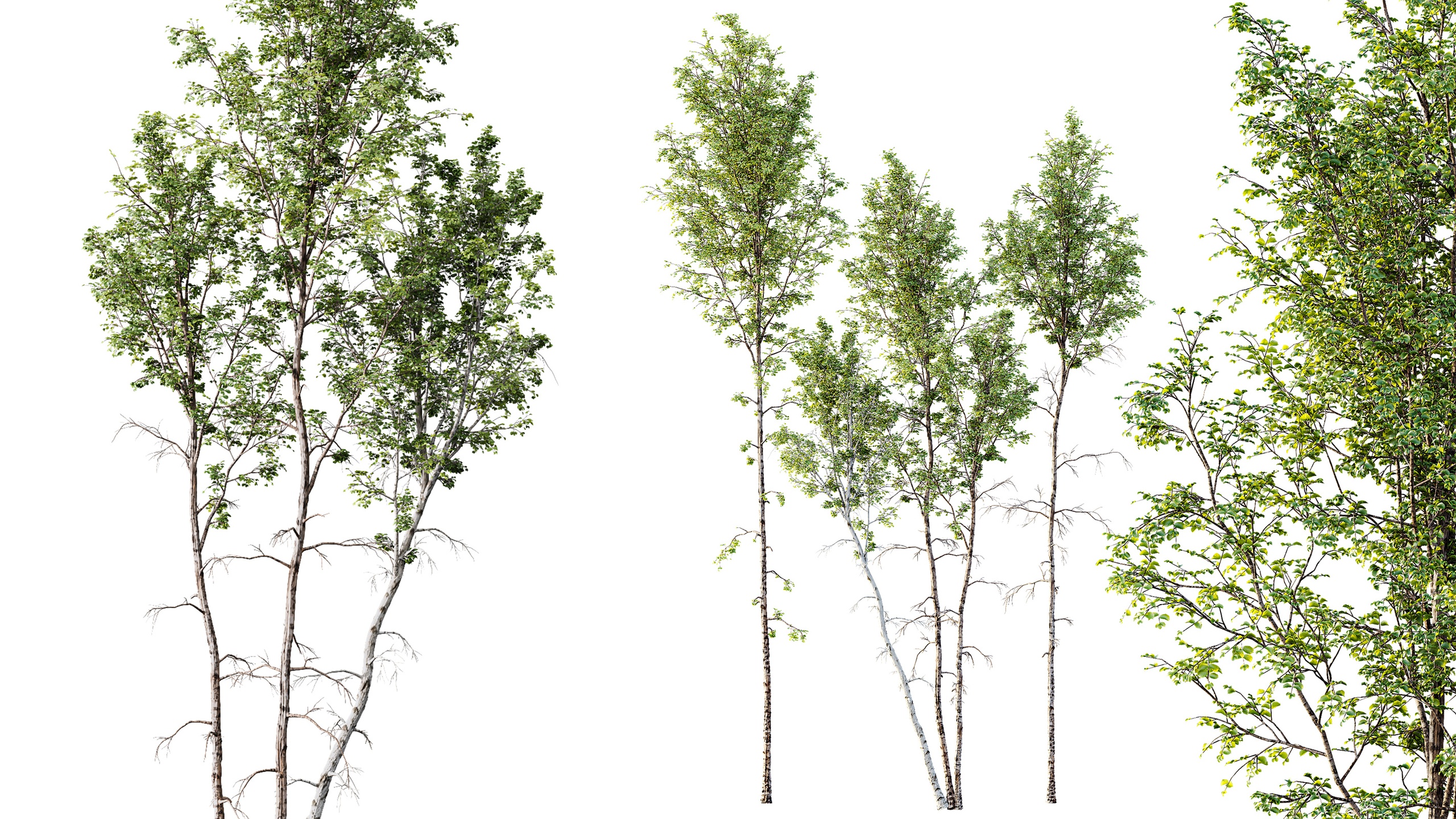 Media 1 for listing AV Betula Pendula 3 trees