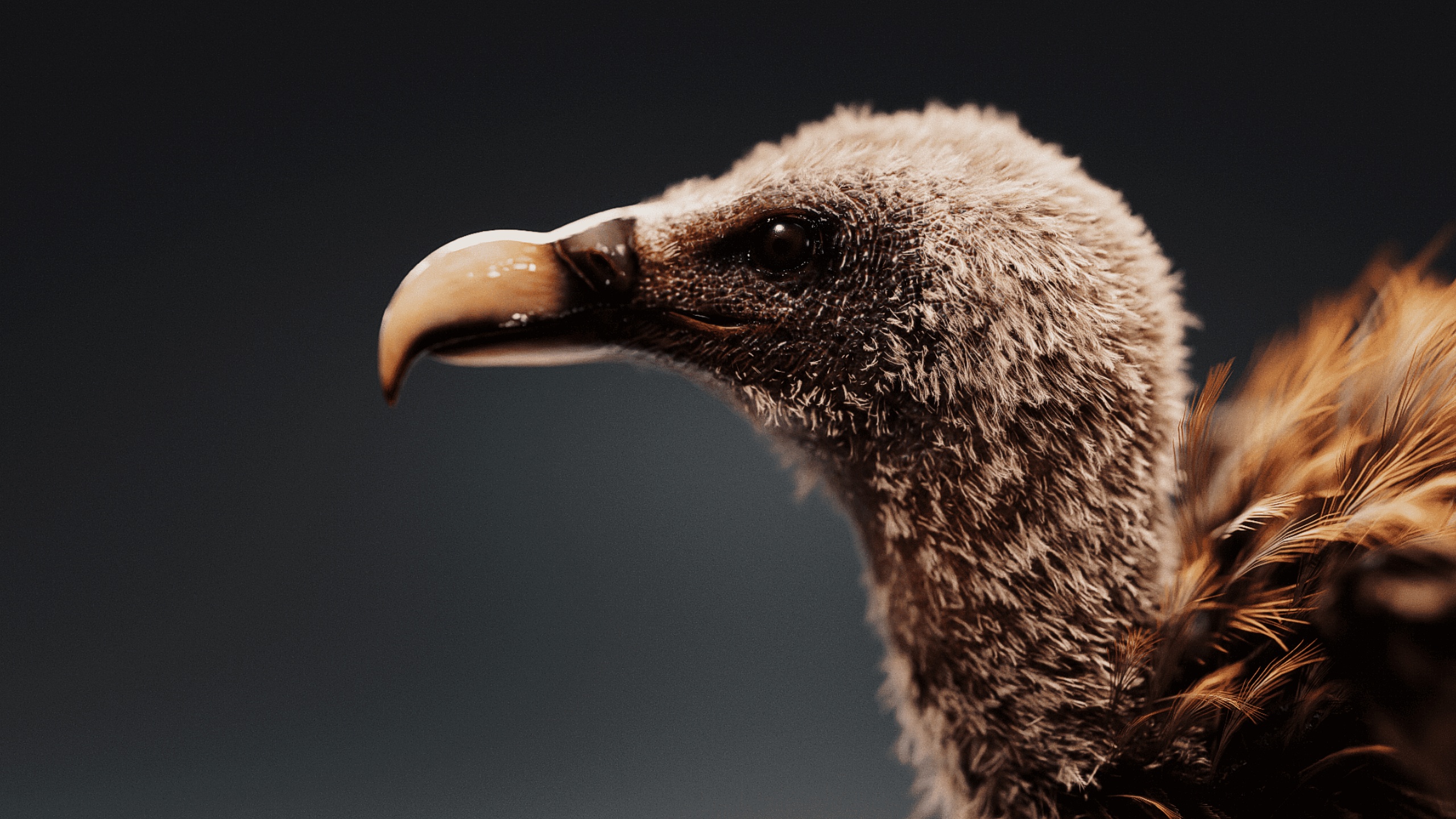 Media 1 for listing Himalayan Griffon Vulture (Gyps Himalayensis)