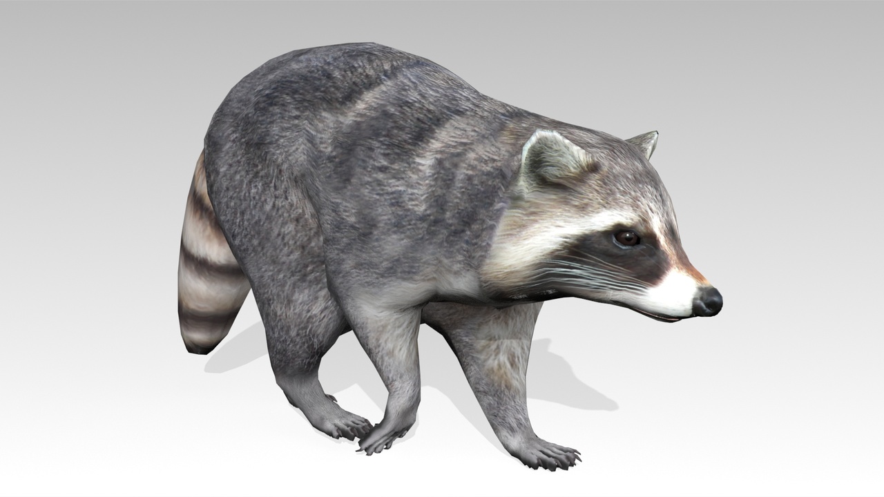 Media 1 for listing Raccoon Animated