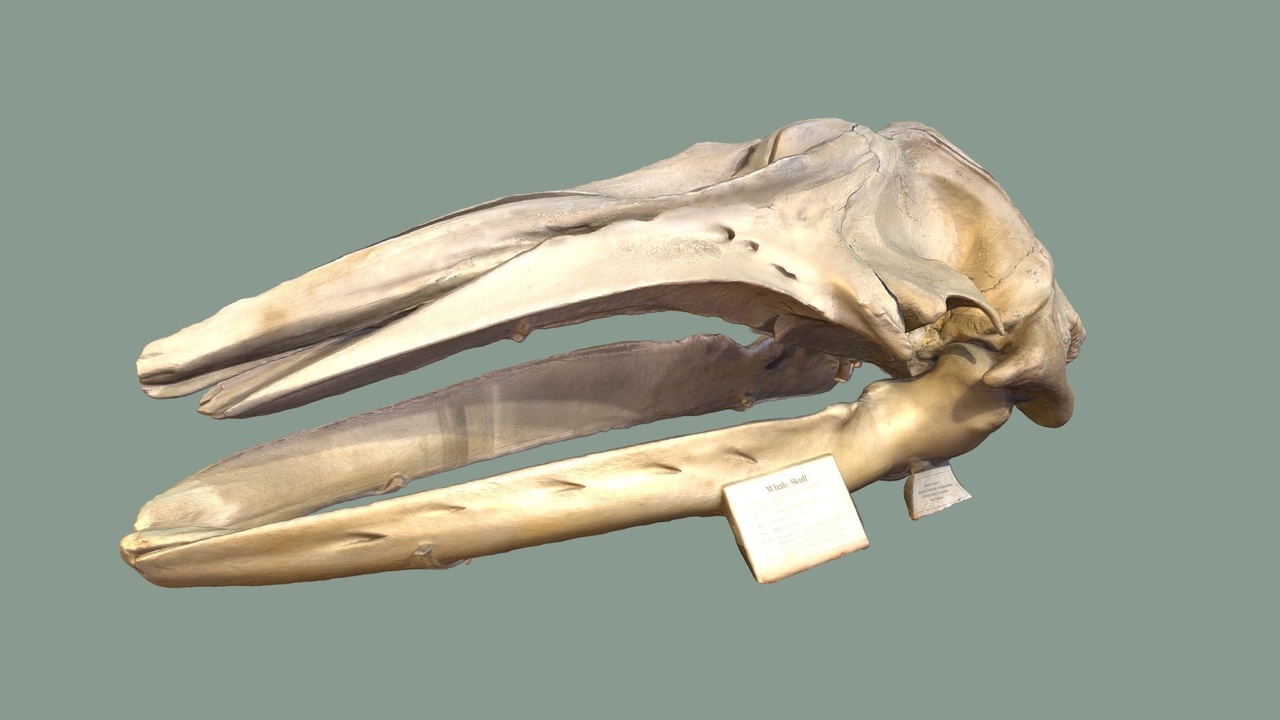 Media 1 for listing Gray Whale Skull