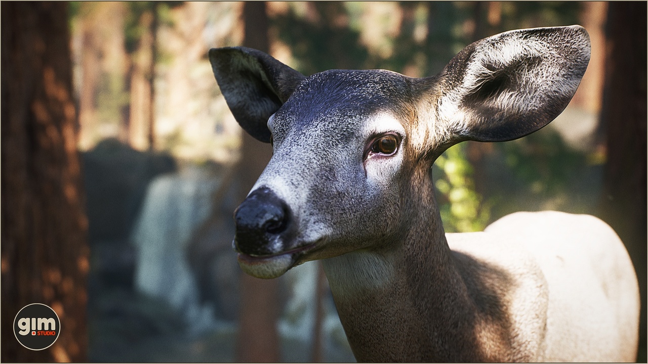Media 1 for listing Animalia - Mule Deer (female)