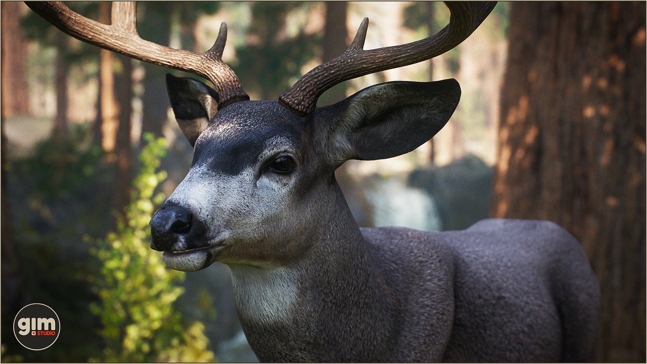 Media 1 for listing Animalia - Mule Deer (male)