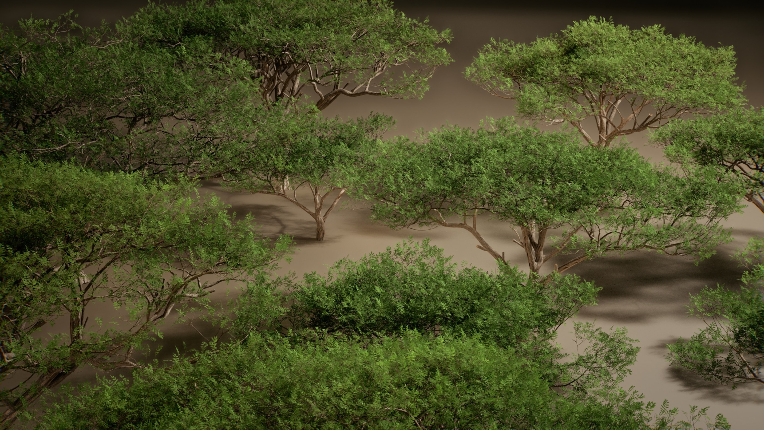 Media 1 for listing Foliage VOL.48 - Umbrella Acacia (Nanite - NO TRANSPARENCY)
