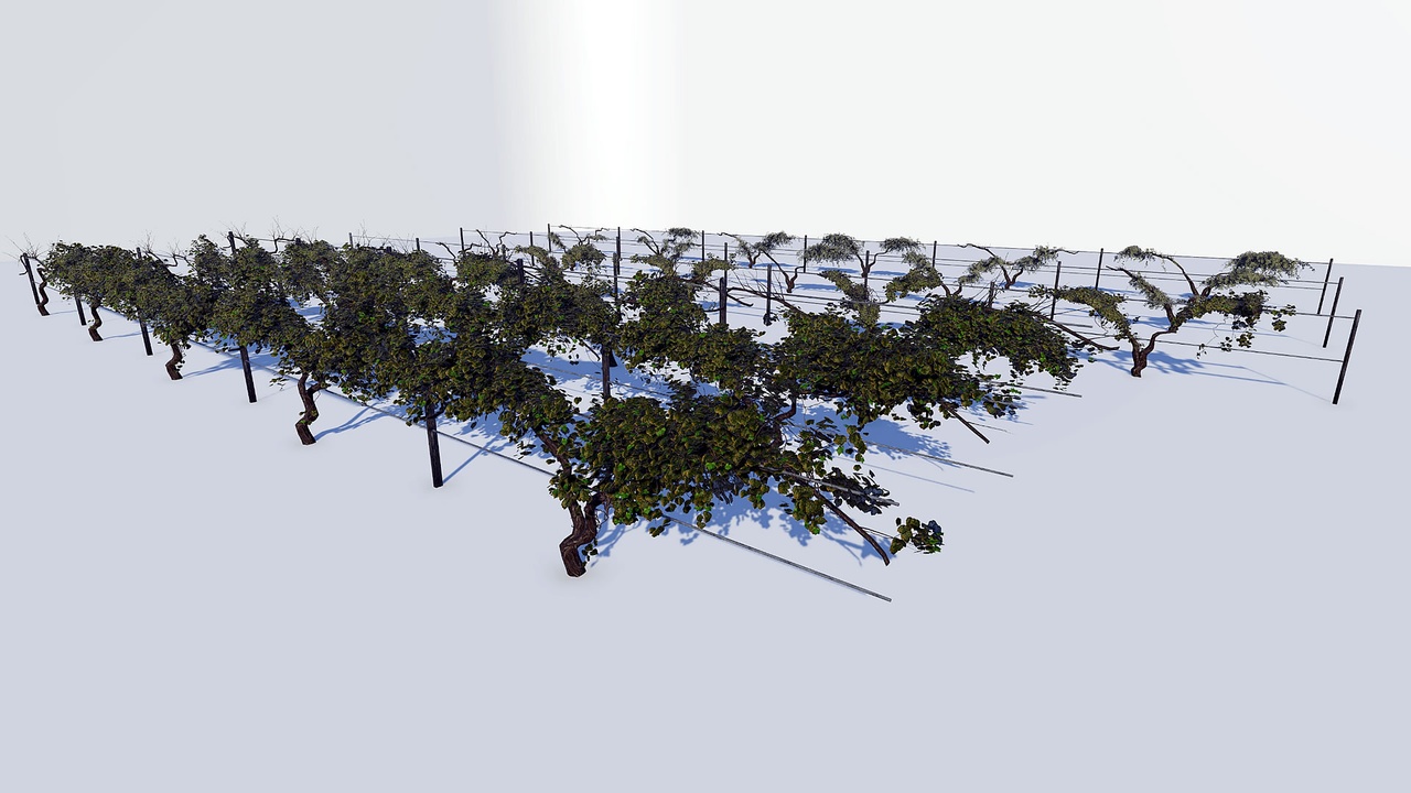 Media 1 for listing Gen03GrapeVineyard01