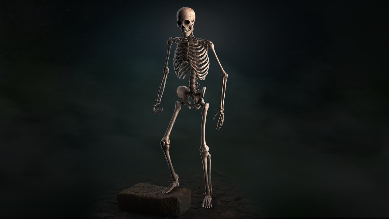 Media 1 for listing Realistic Skeleton