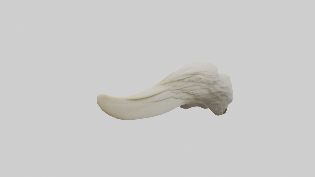 Media 1 for listing Eagle Beak Bone