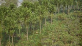 Asset image
