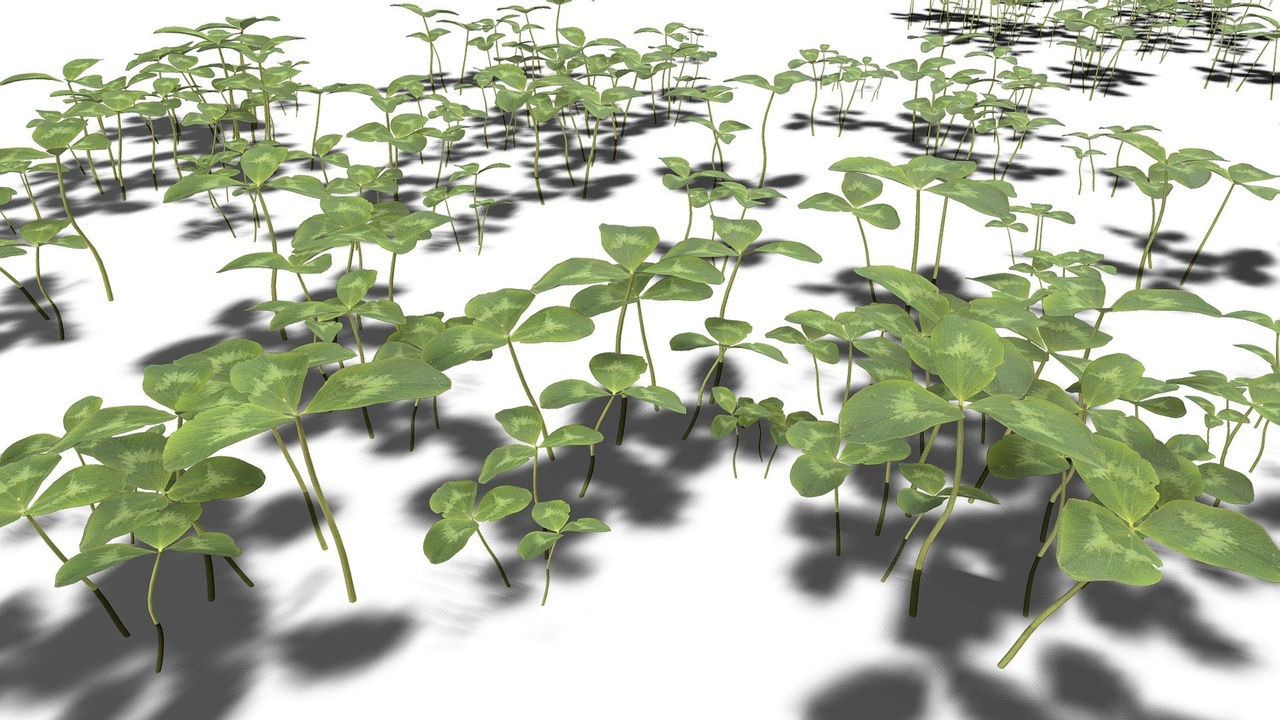Media 1 for listing Clovers - Plants / Foliage