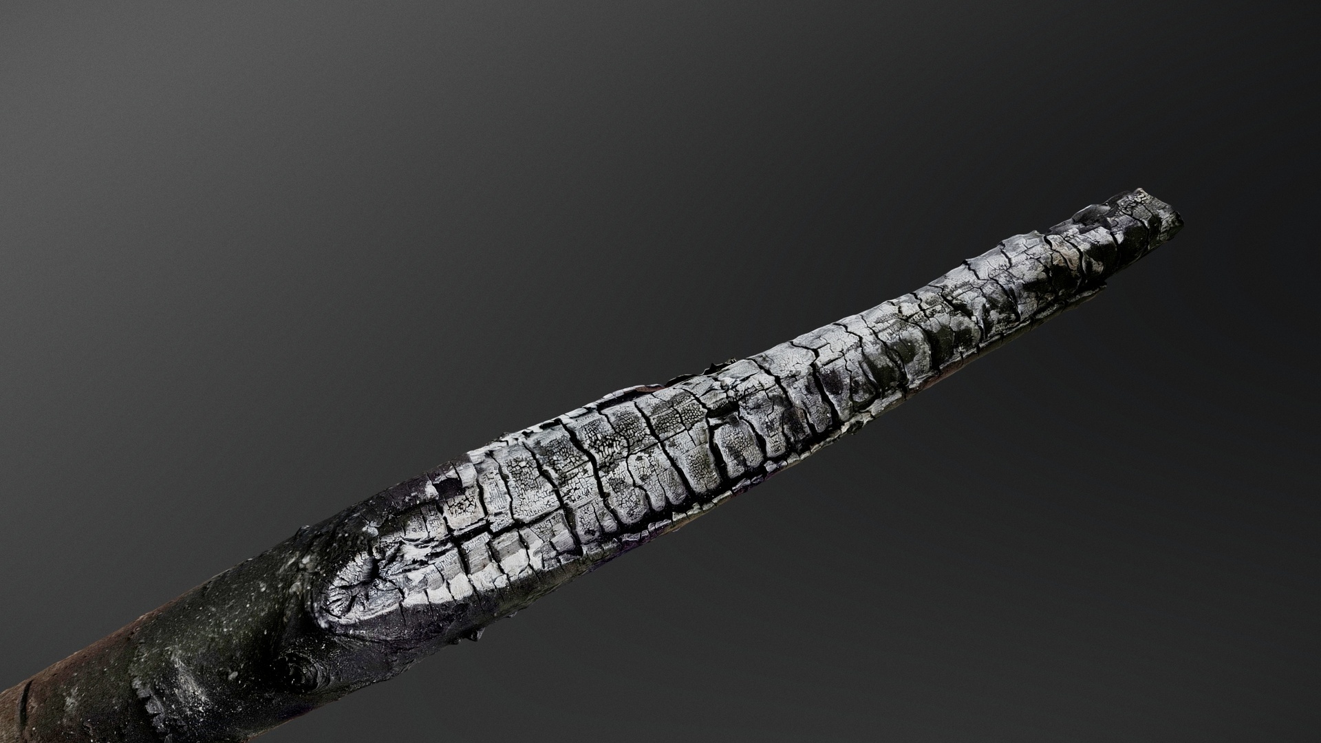 Media 1 for listing Charred tree branch