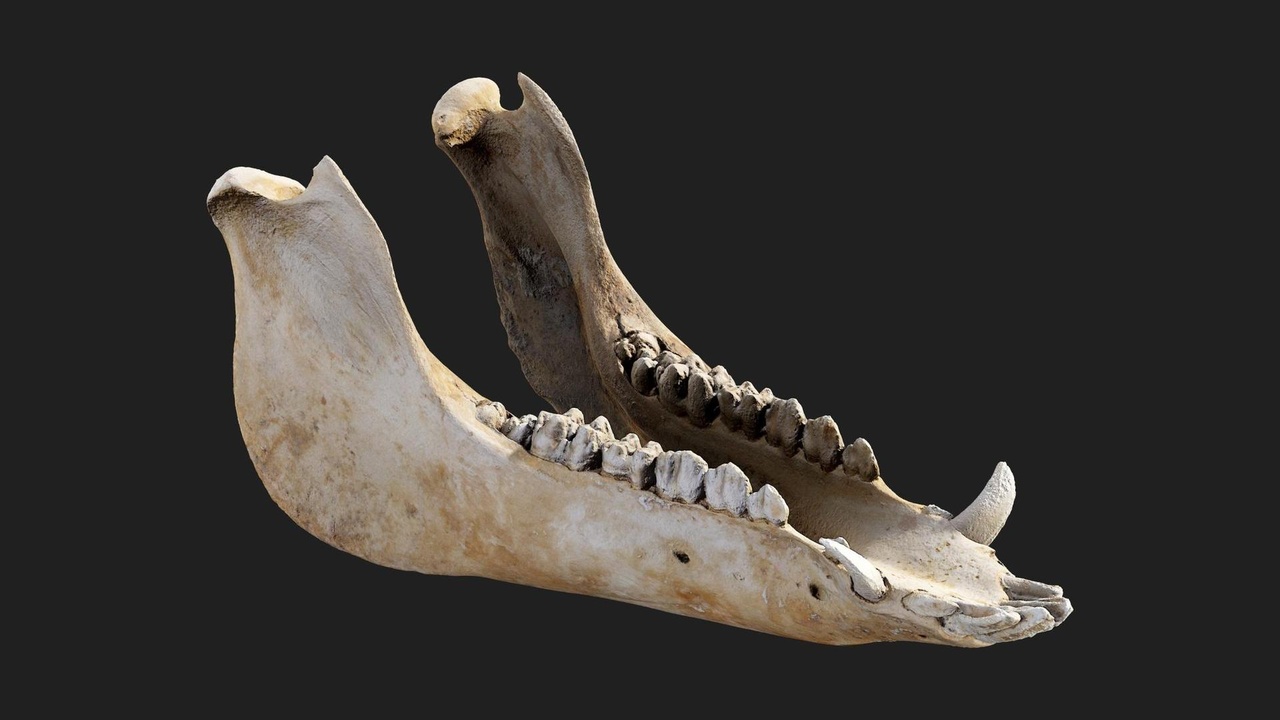Media 1 for listing Animal Jaw Bone