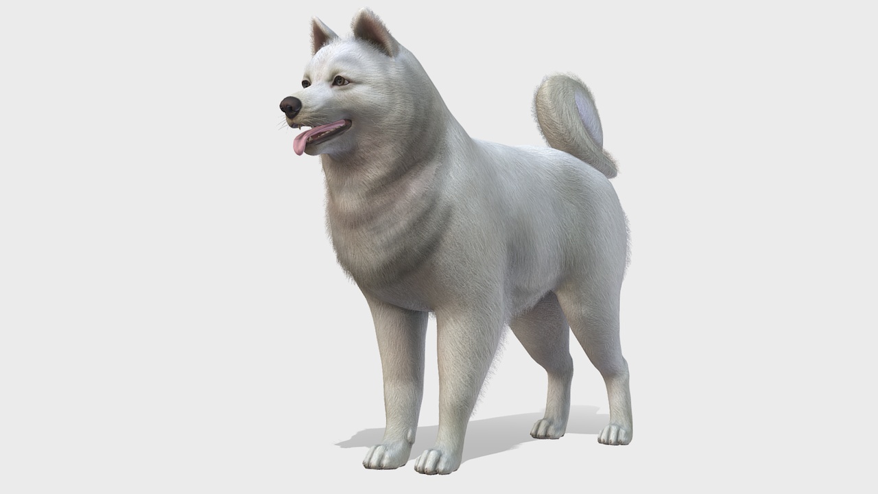 Media 1 for listing Dog - Samoyed