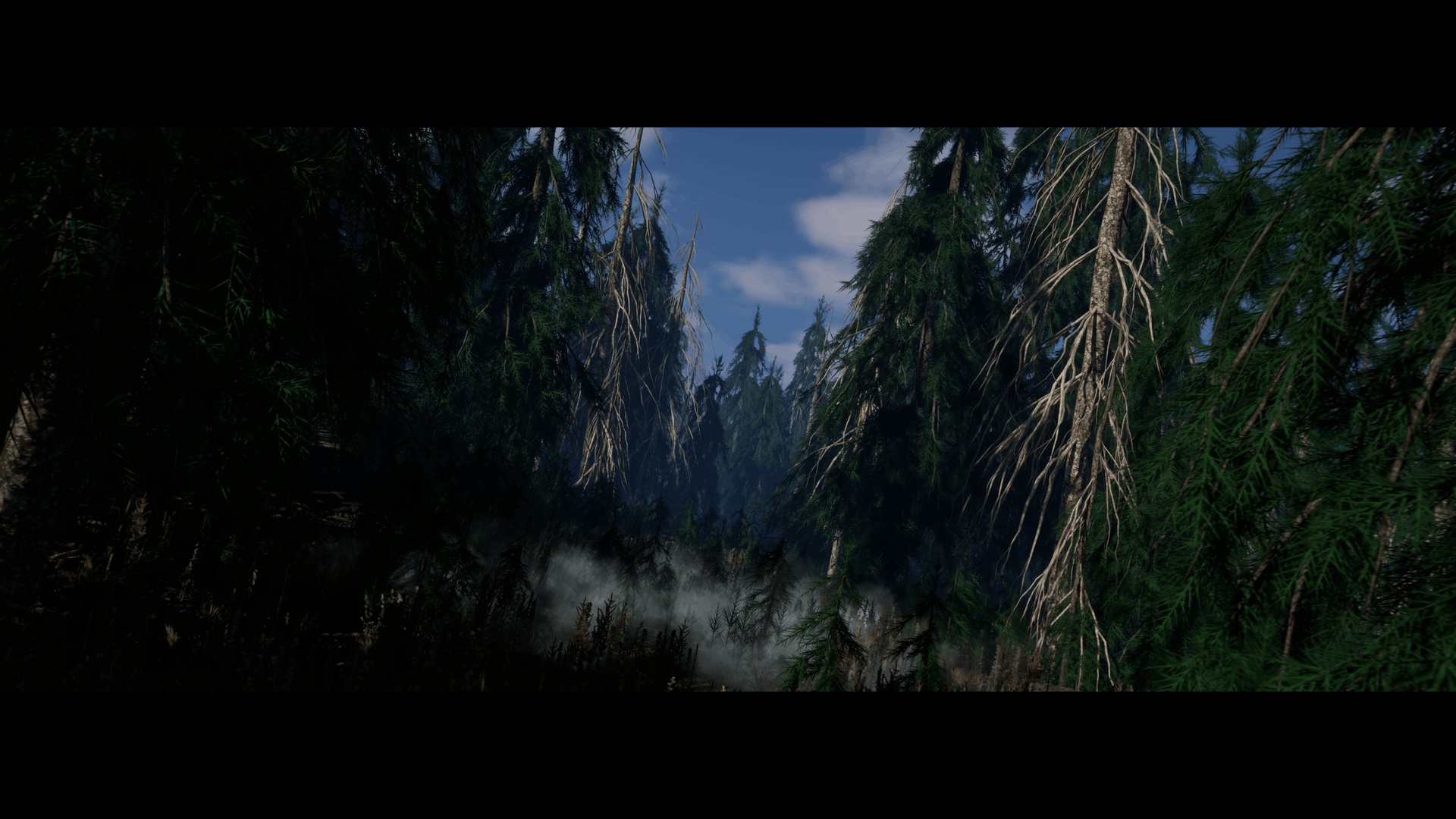 File multimediali per l'articolo Dark Spruce Forest: 1