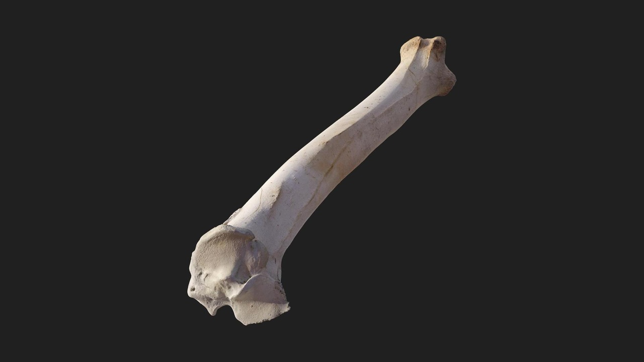 Media 1 for listing Animal Leg Bone