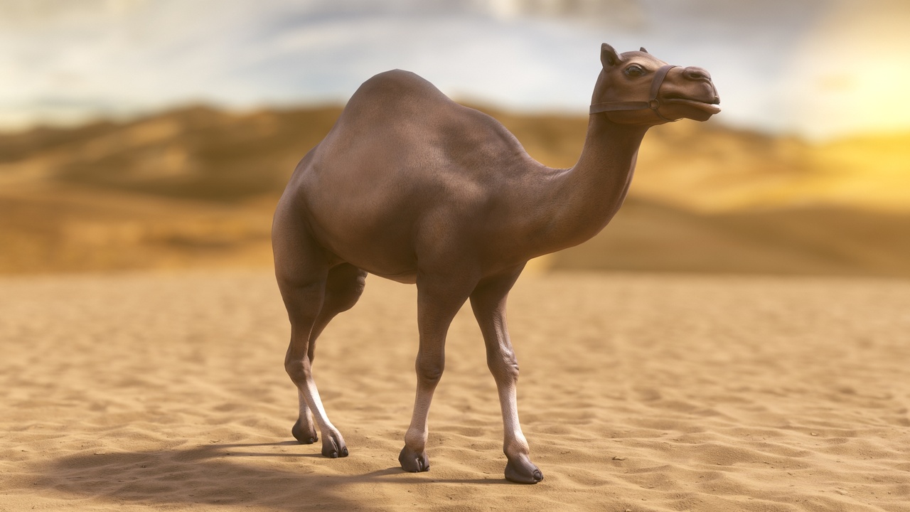 Media 1 for listing Desert Camel