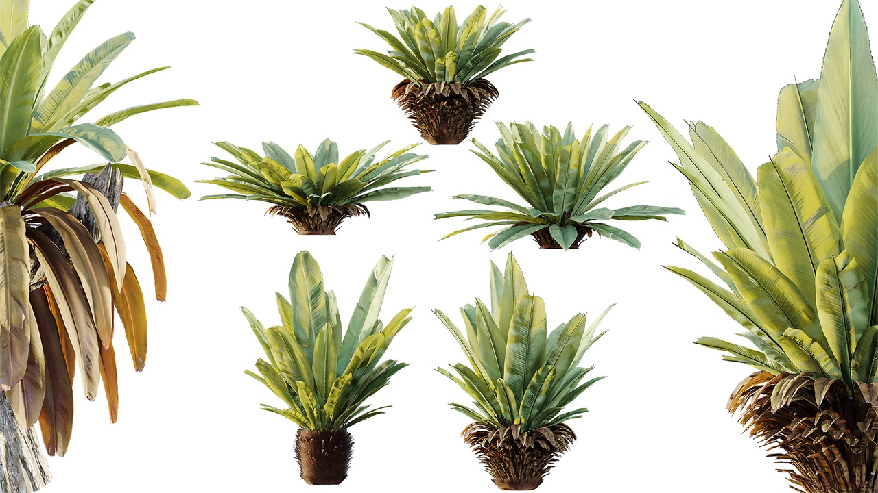 Media 1 for listing AV Plant Neottopteris Nidus 6 Palm Bush 01