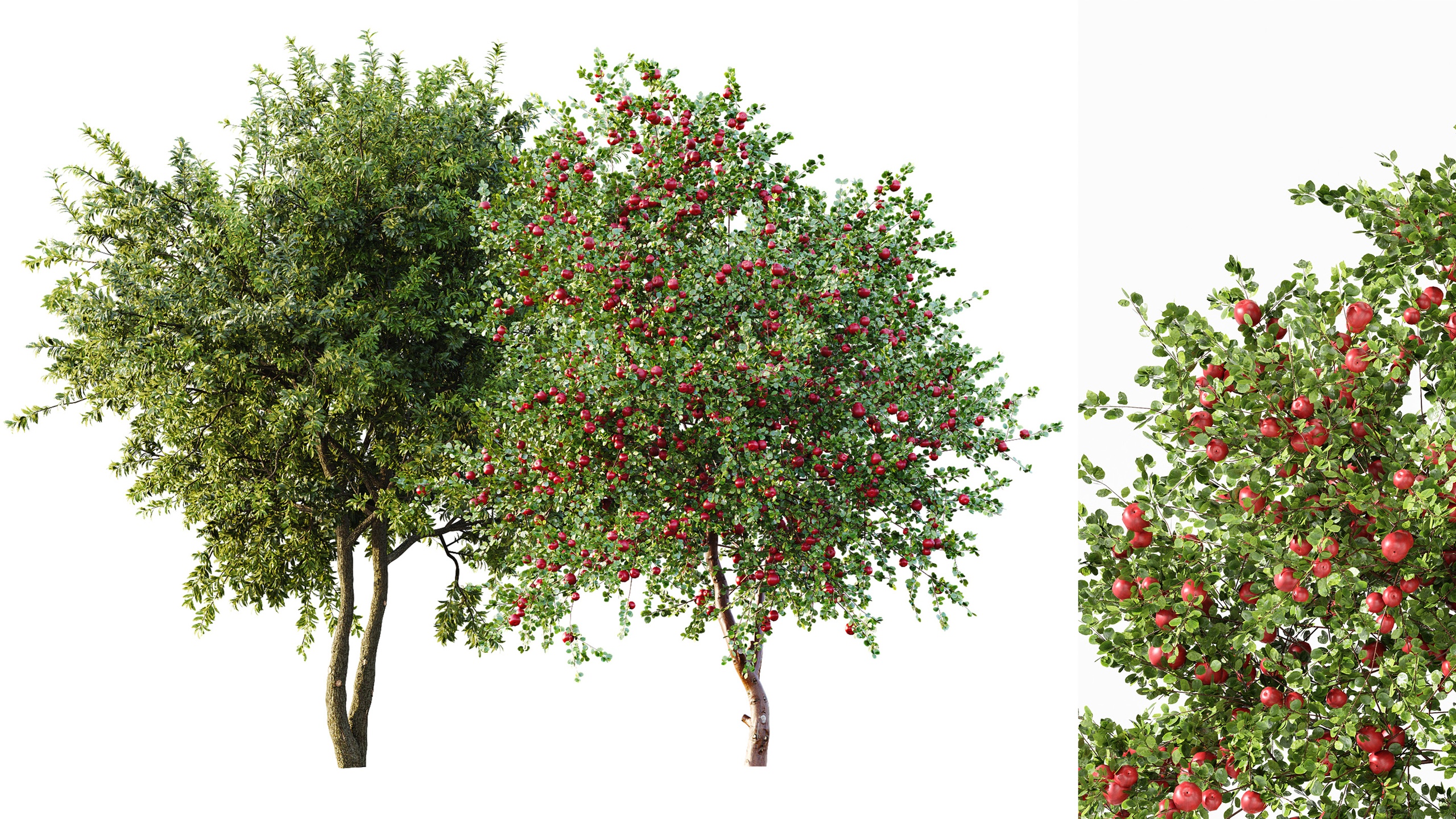 Media 1 for listing AV Apple fruit tree and Water gum 2 trees