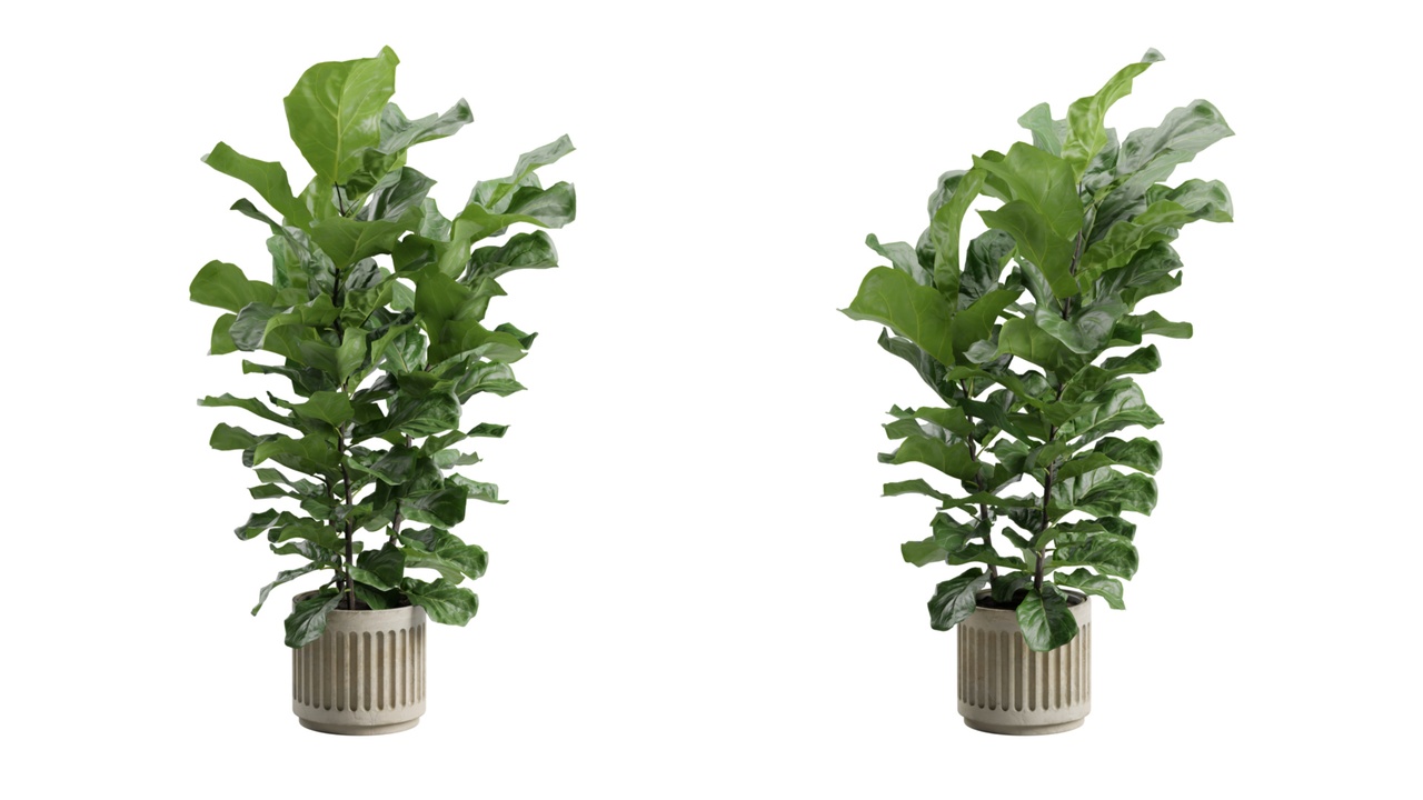 Media 1 for listing Ficus Lyrata Concrete Pot