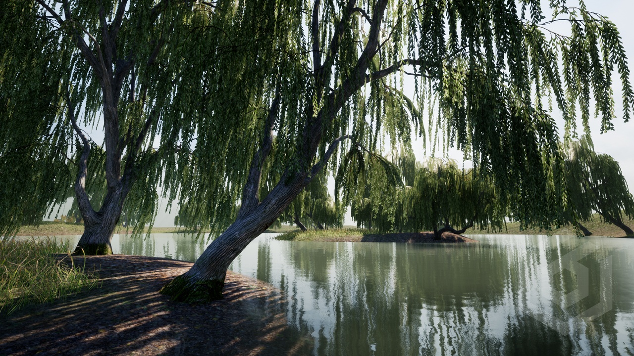 Media 1 for listing Trees: Willow tree