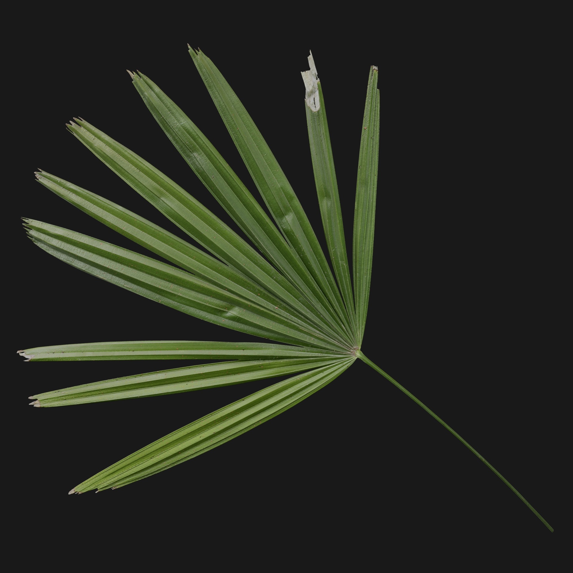 Media 1 for listing Trachycarpus 02