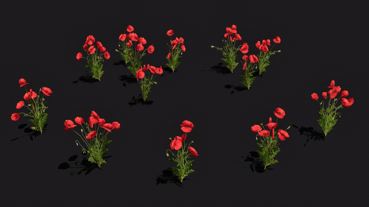 Media 1 for listing Poppy flowers lowpoly game ready