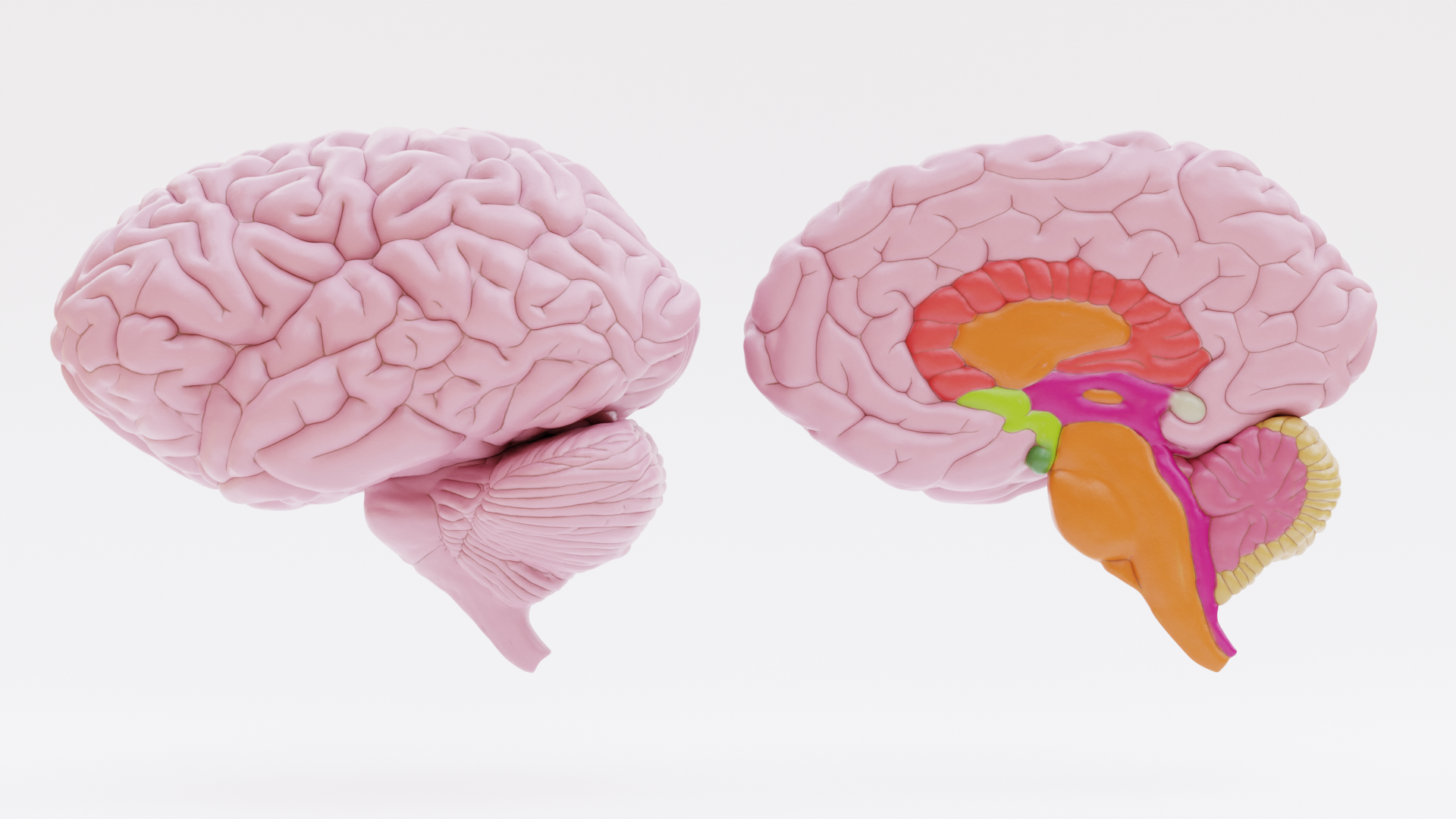 2 Brain Models with Section - Educational Anatomy | Fab
