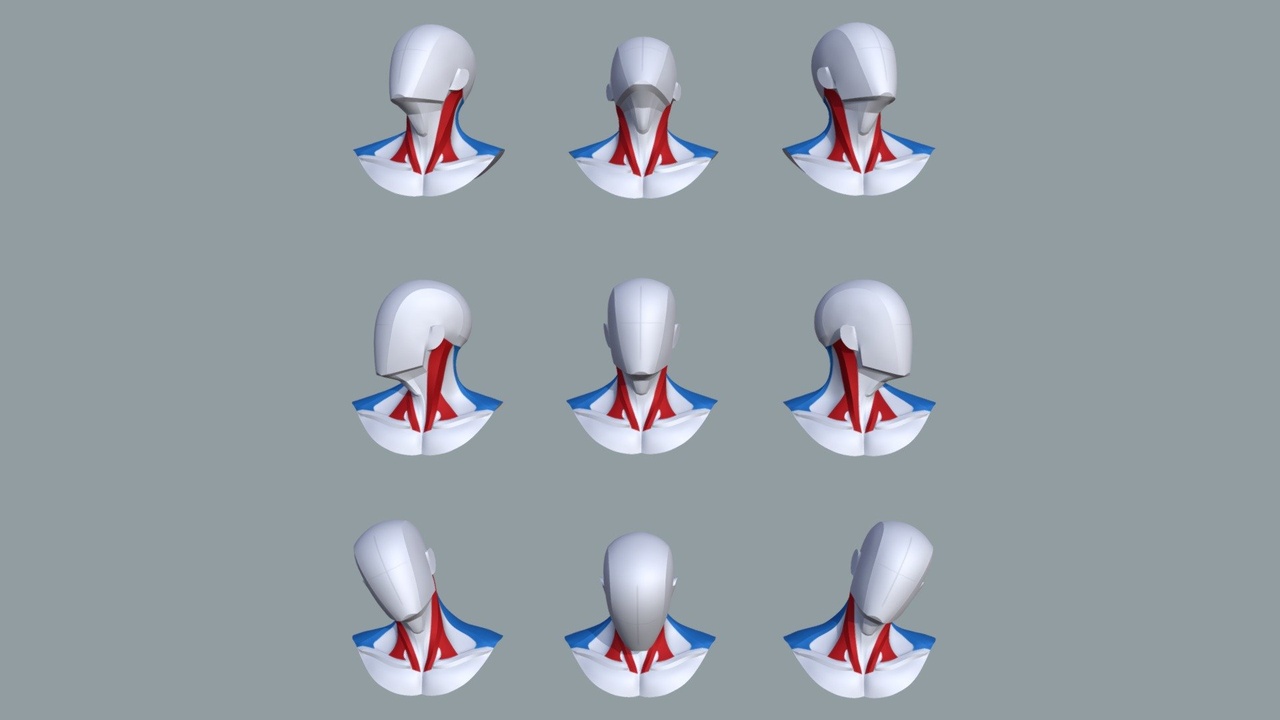 Media 1 for listing Main Shapes & Muscles of the Neck