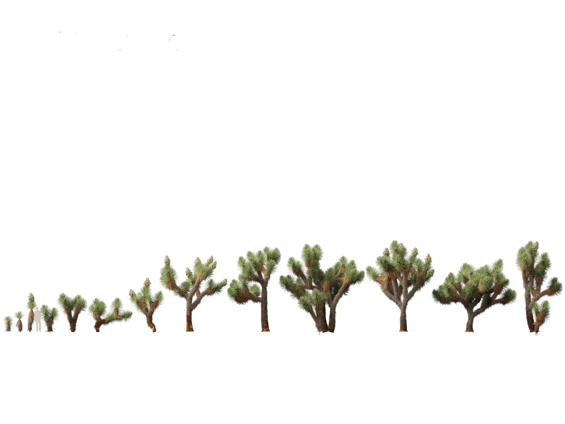 Media 1 for listing Yucca brevifolia - Joshua tree