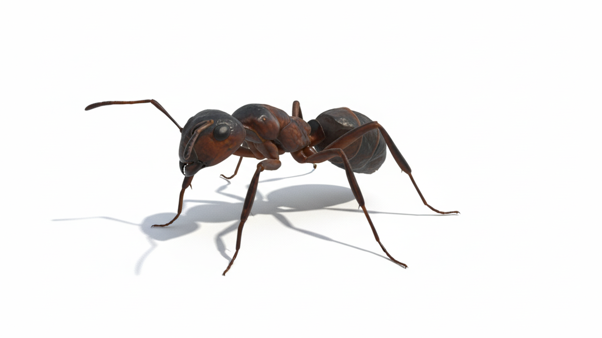 Realistic Ant Character Asset | Fab