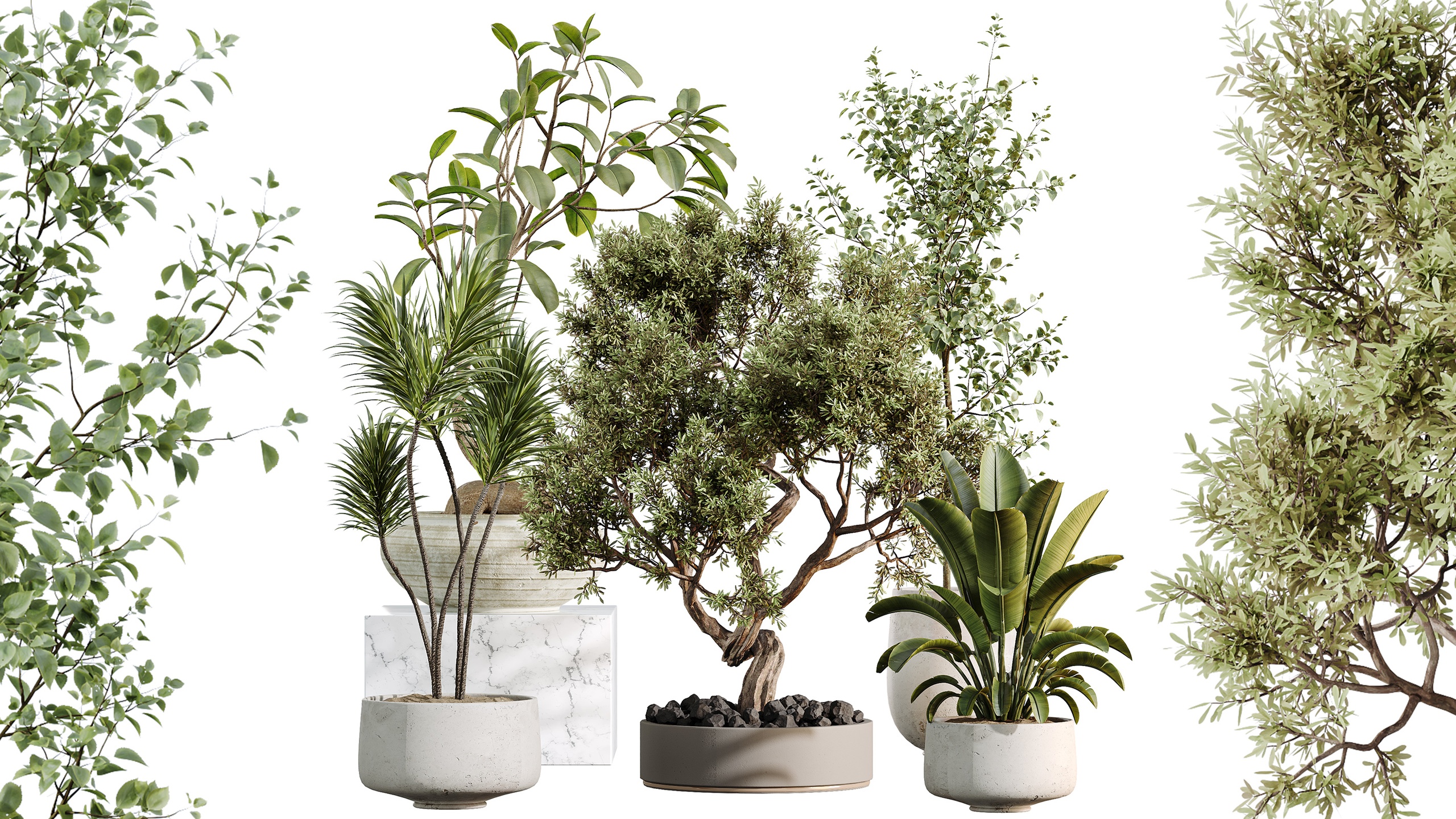 Media 1 for listing AV Indoor Plants Set 492 Ficus Bonsai Olive Eucalyptus Yucca Marginata Banana
