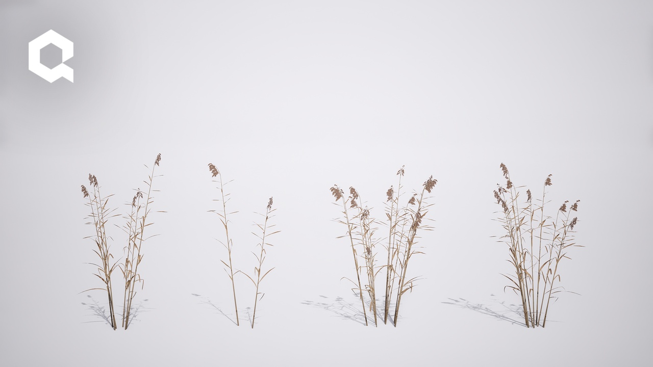 Media 1 for listing Megaplants: Dry Common Reed