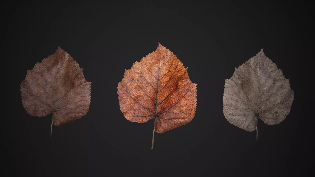Media 1 for listing Photogrammetry Dead Leaf (Game-Ready Scan Asset)