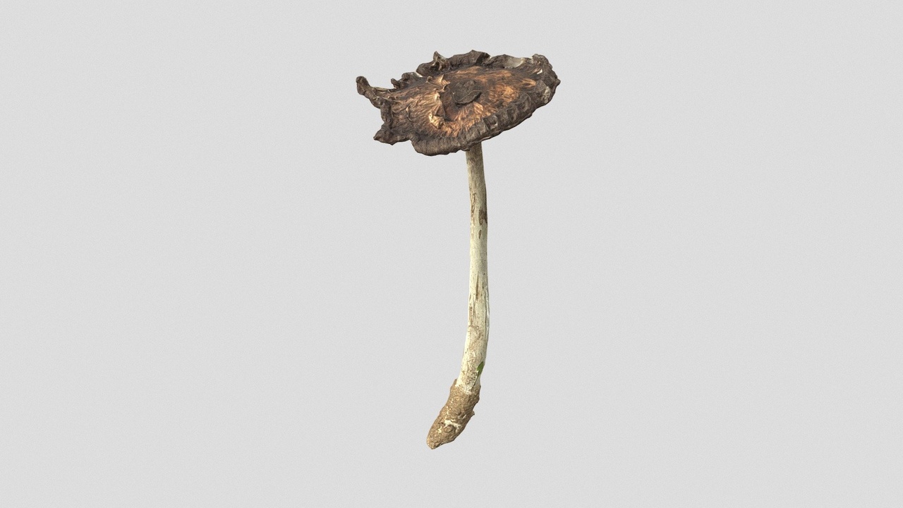 Media 1 for listing Old Inc cap mushroom