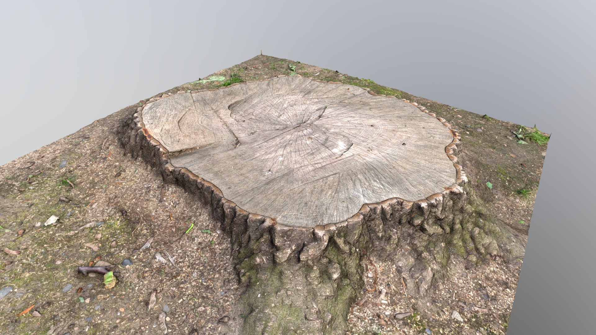 Cut oak tree stump | Fab