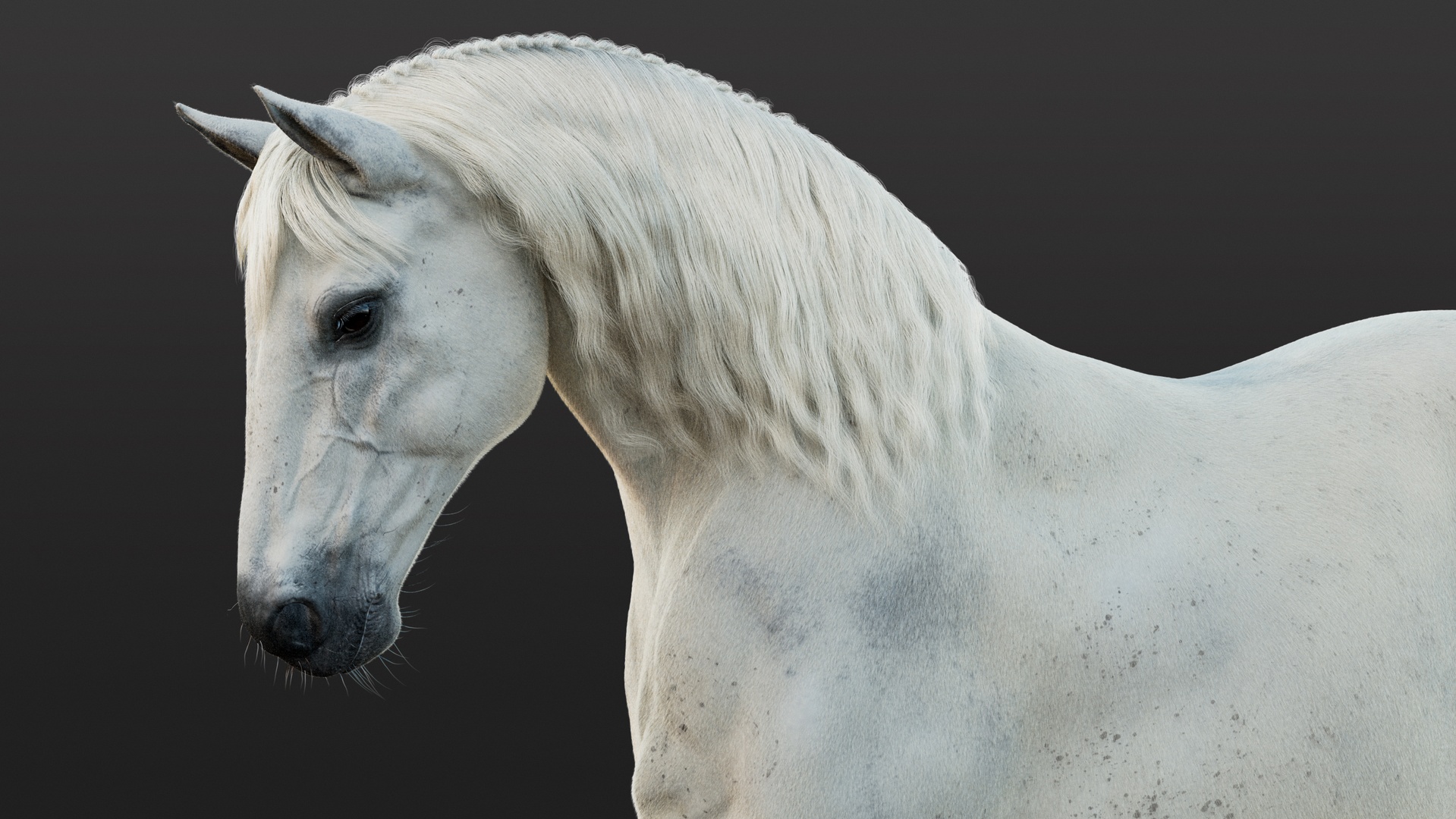 Mídia 1 do anúncio White Horse RIG Maya Xgen-core