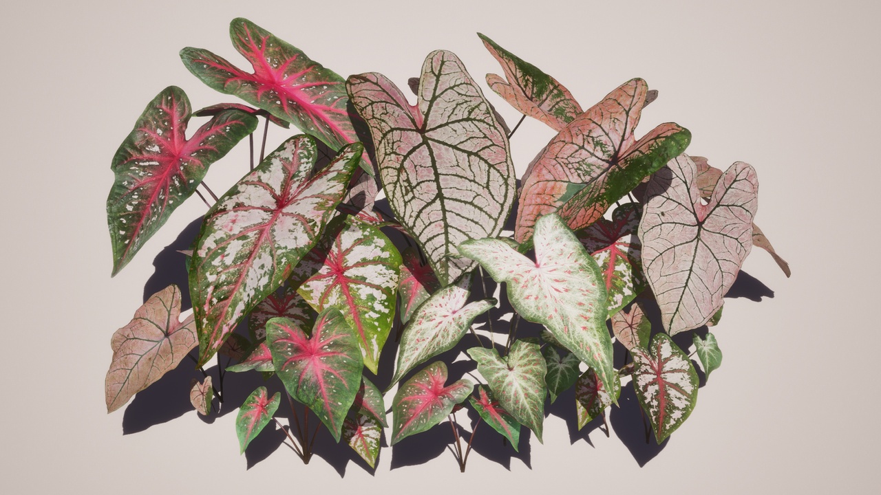 Media 1 for listing Nanite Caladium Plant Pack