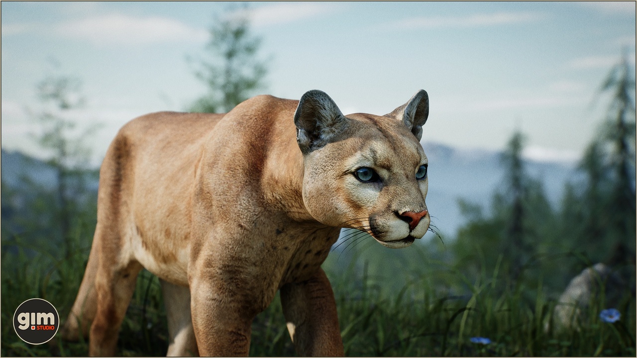 Media 1 for listing Animalia - Cougar (male)
