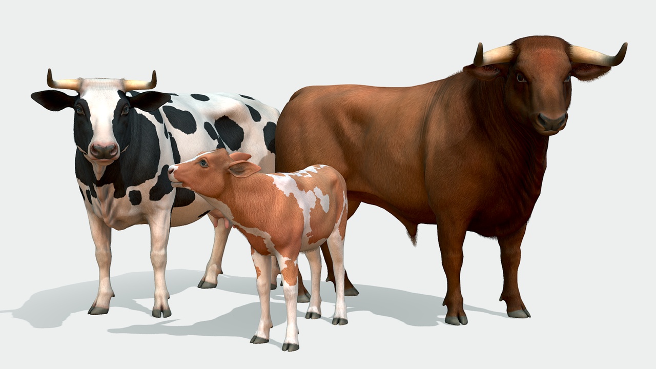 Media 1 for listing Cow Family