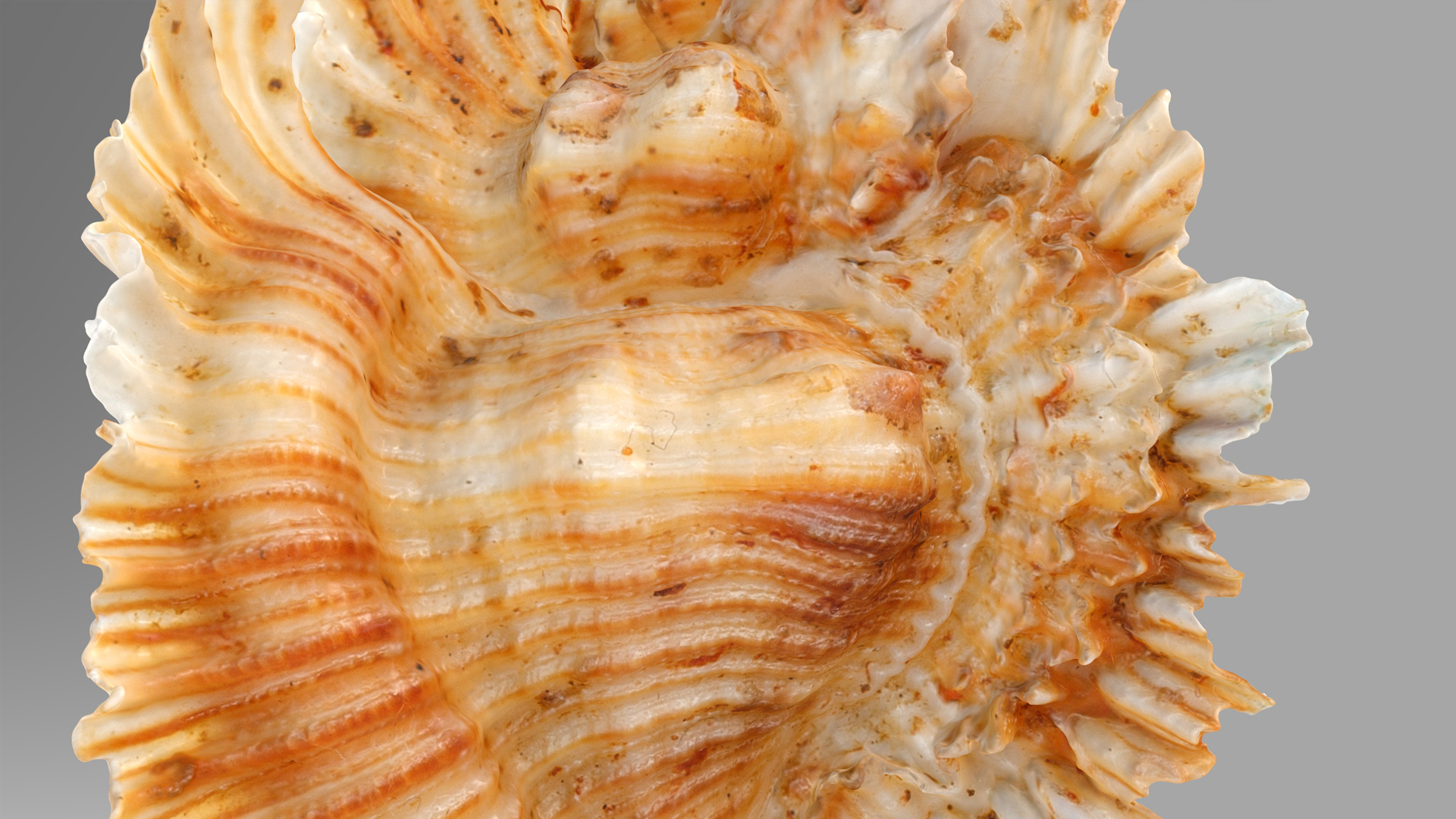 Pterinotus Miyokoae Sea Shell | Fab
