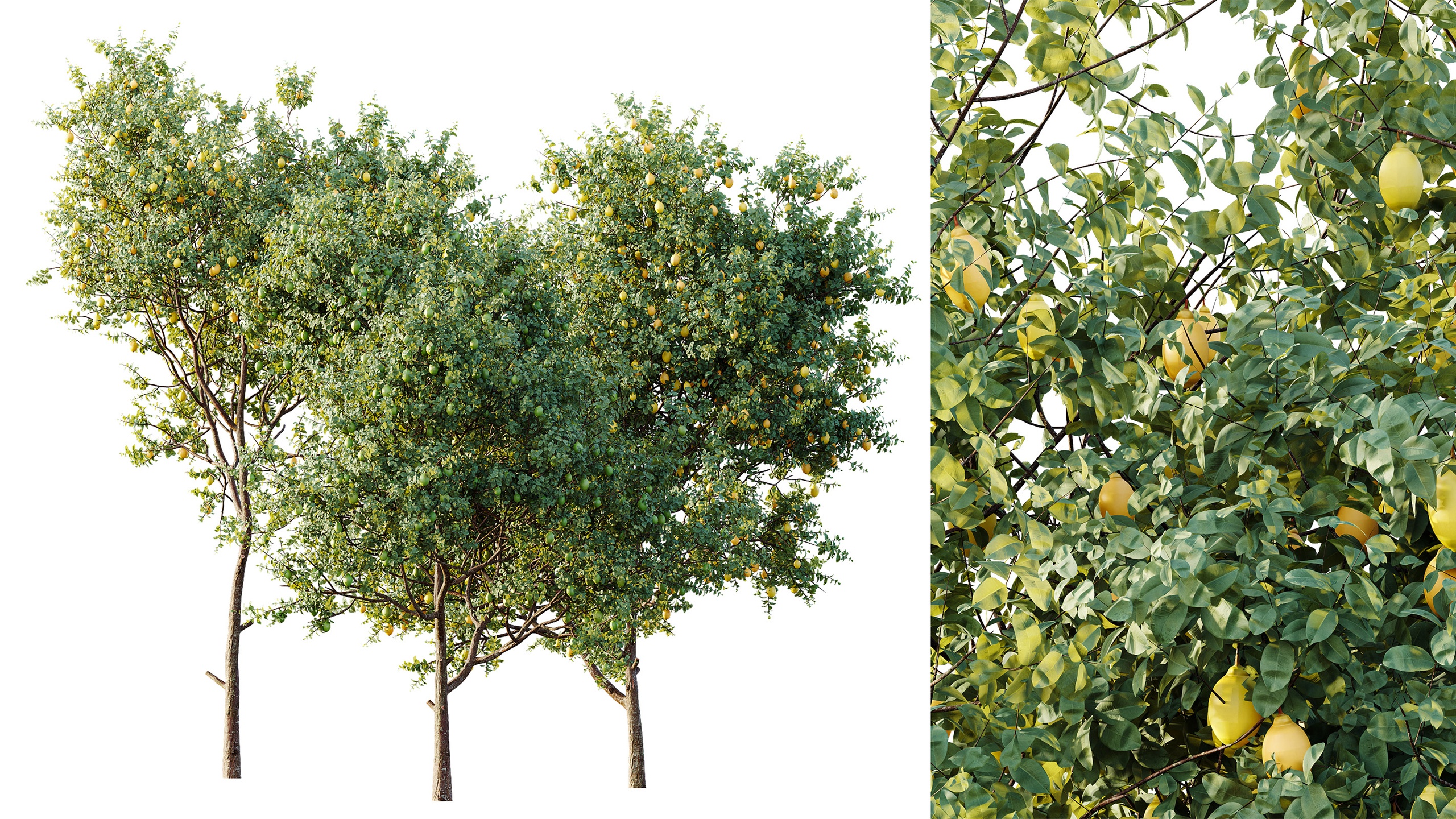 Media 1 for listing AV Plant Citrus Meyer Lemon Fruit Tree 01