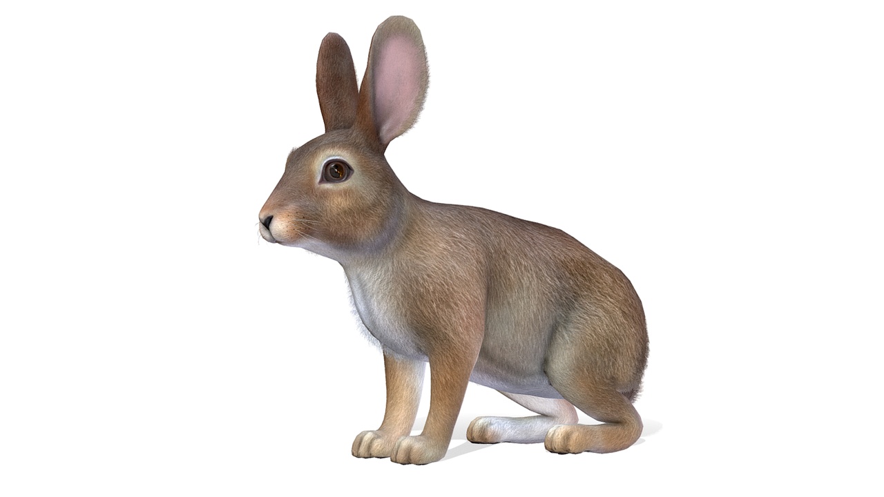 Rabbit Family 제품 등 록을 위한 미디어 1개