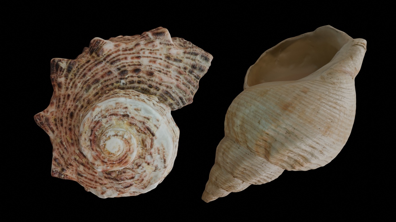 出品Seashell (06 & 07)のメディア1